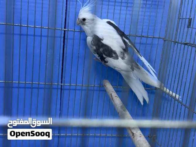 ذكر كوكتيل جاهز للانتاج