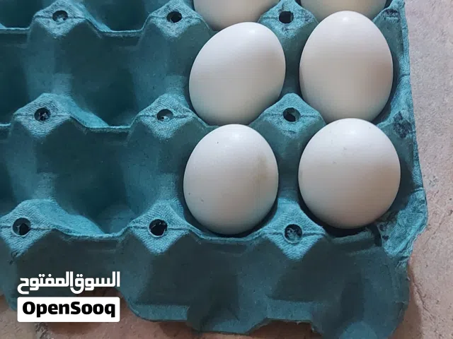 بيض عرب ابو ركيبه