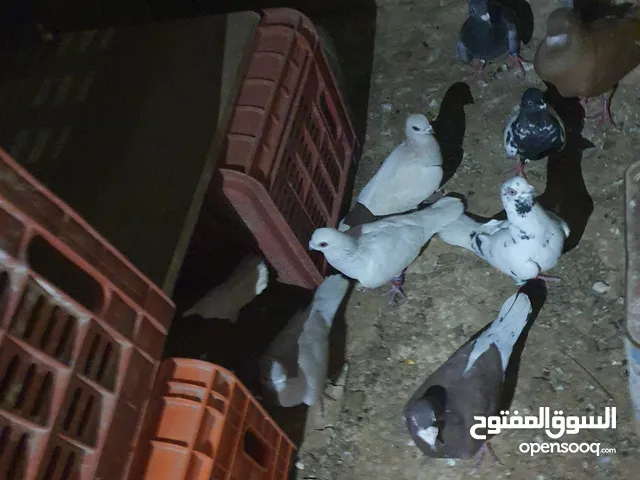 حمام للبيع الحبه على 3وفي على 2