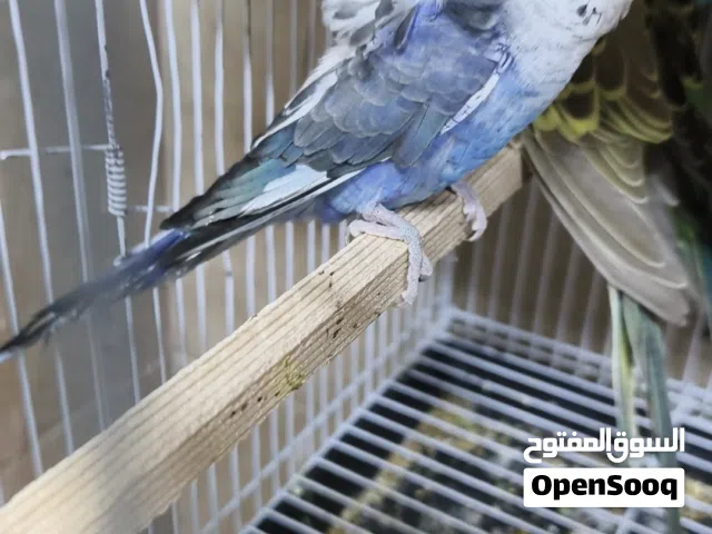 ذكر بلاك وينج هوجو حجل السنة