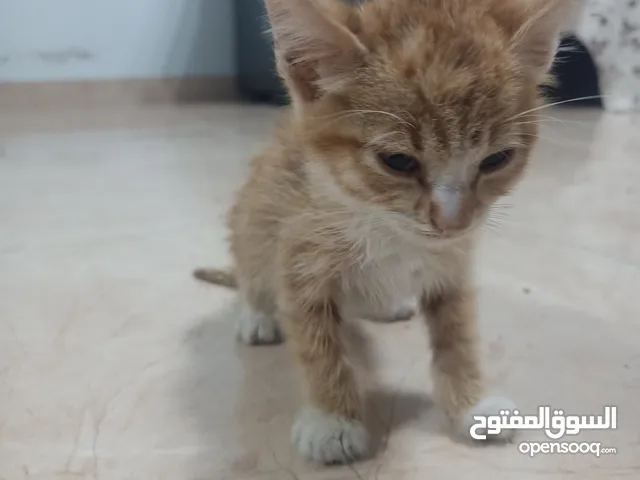 قطة بلدي للتبني