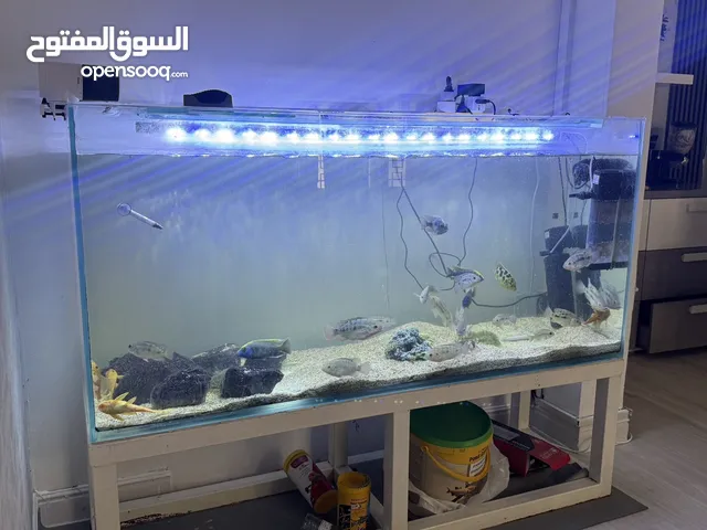 151x45cm fish tank