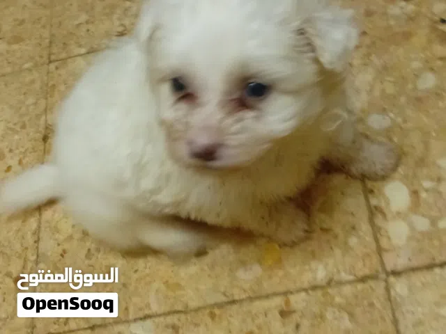 جراوي وكلاب جريفون للبيع