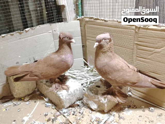 متاح حمام راعب بصحه جيده مشاء الله