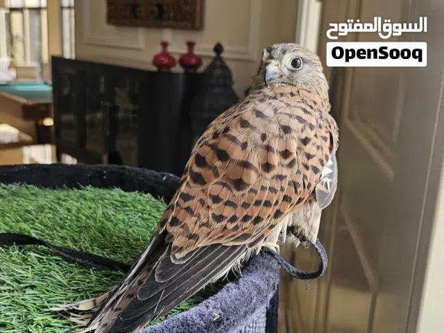 مظلوب ضير جارحة