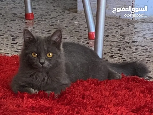 انتى فارسي
