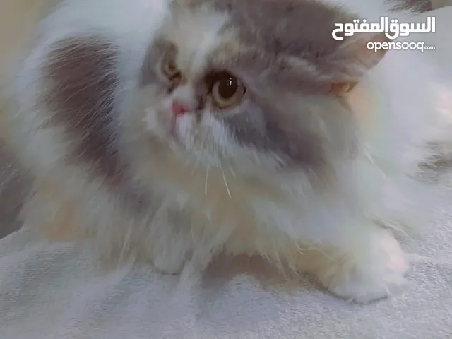 قطط بيكي فيس للبيع