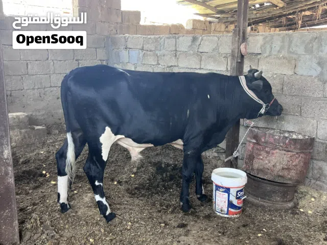 عجول البيع