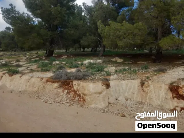 Farm Land for Sale in Mafraq Other