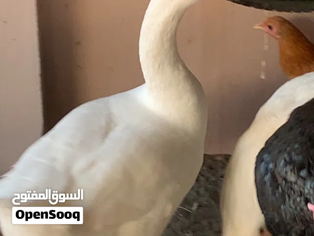 وز للبيع ذكور وإناث