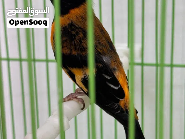 ذكر سسكن  احمر فنزولي