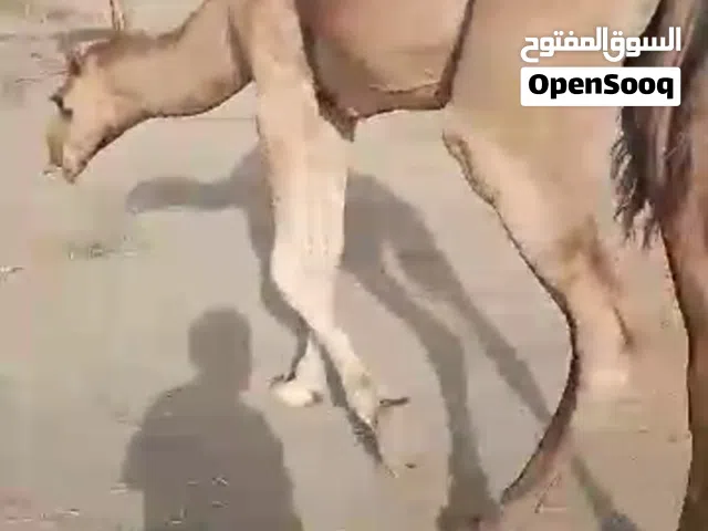 يوجدلدينا(ابل+جمال+نياق+قعدان للبيع)