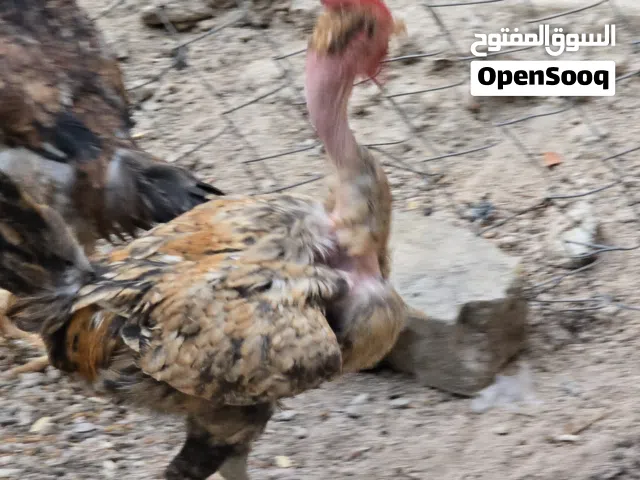 دجاجه وديج عربي للبيع