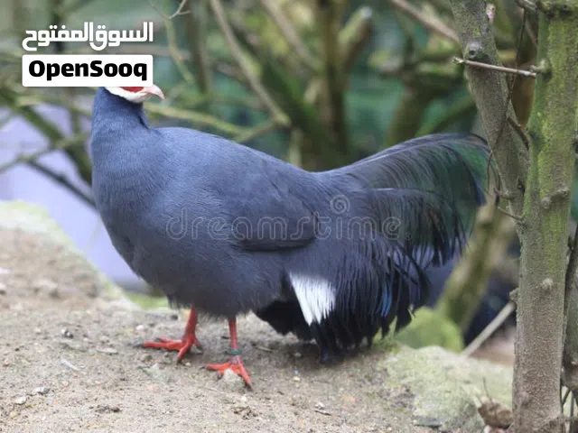 للبيع طيور نوادر لمحمية