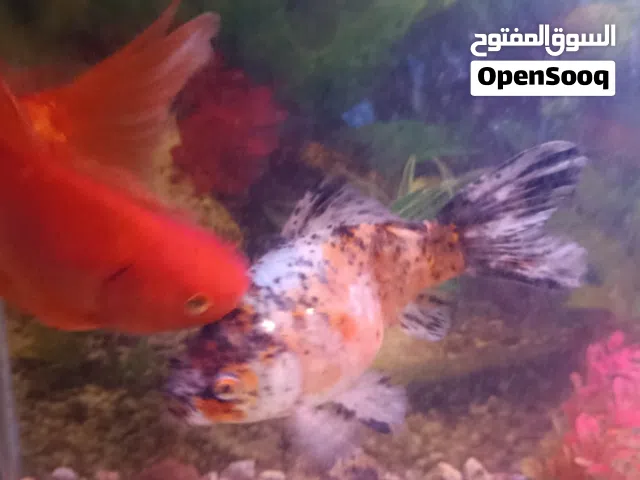 سمكتين جولد فش للبيع