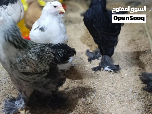دجاج براهمي