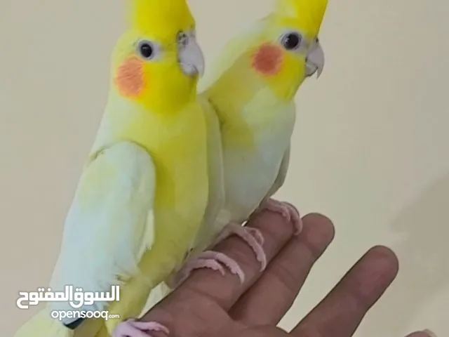 كوكتيلات شكري اليفات كل شي بلوصف