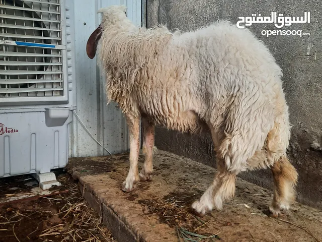 فحل كريشي خط اول بعده ورجين ما مبدل ولا سن مكان شط العرب الجزيره
