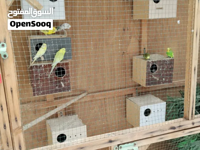 طيور الحب مع القفص كامل