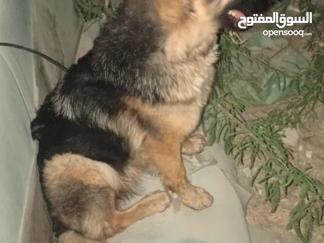 German shepherd female age 26 too 30