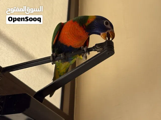 لوري رينبو