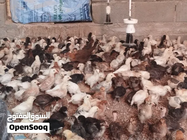 صيصان محلي تهجين فرنسي