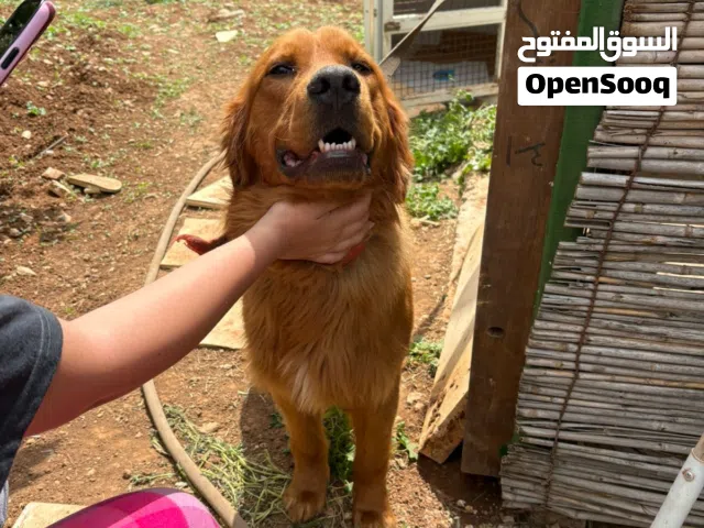 ذكر جولدن ريتريفر