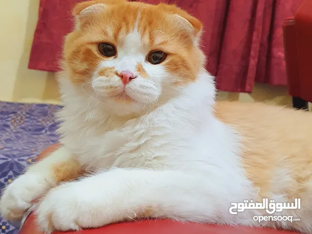 Free Adoption- Scottish Fold 11 month old
