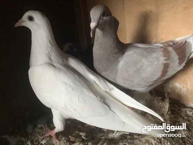 اربع افراخ زواجل للبيع او مراًوس حسب القناعه