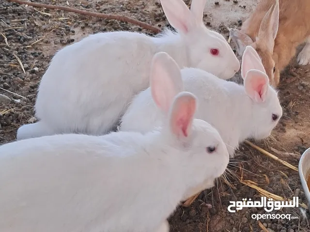 أرنب للبيع في لوى