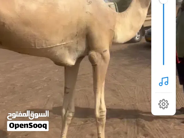 للبيع جعود لجي