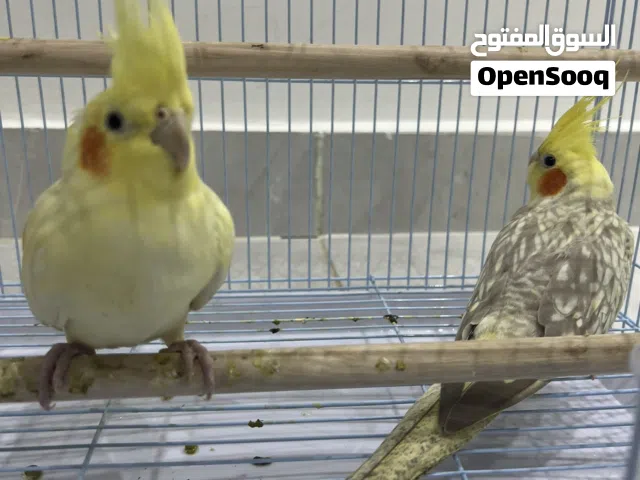 طيور كروان للبيع مو ربوه