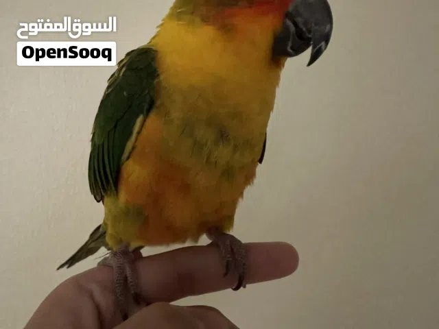 صن كنيور مفطوم لعوب واليف جداً sun conure for sell