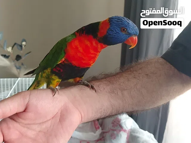 ببغاء لوري أليف و يتكلم