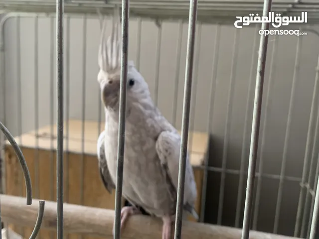 عصافير كوكتيل