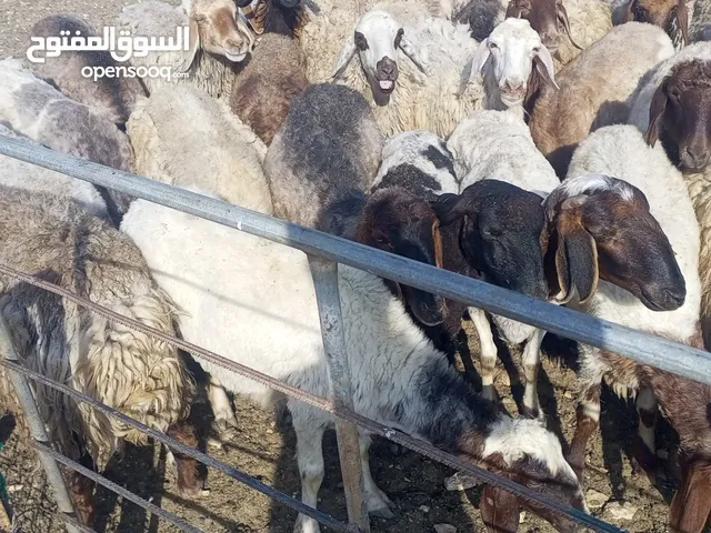 غنم للبيع العدد100راس..........