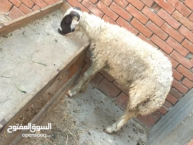 بسم الله الرحمن الرحيم الثلاثاء22/7/2025 متاح دكر خروف أوسيمي السن لبانه 6شهور يوجد توصيل داخل الق
