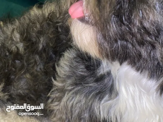 كلبين للبيع الواحد 100ريال