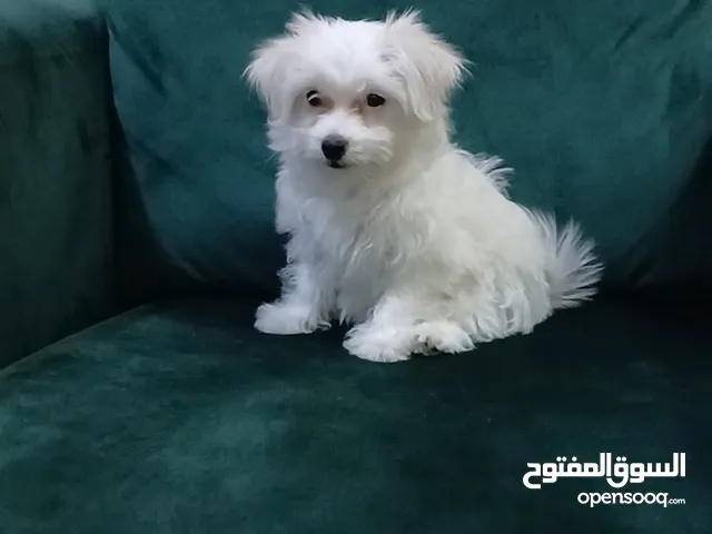 Maltese puppy