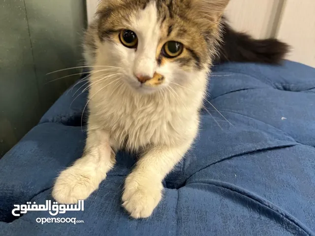السالمية- لدينا خدمة توصيل