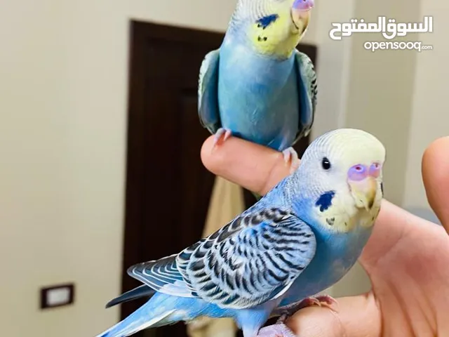 4 بادجي استرالي اليفين طيران حر داخل المنزل (2ذكور/ 2 اناث) الوان جميلة ما شاء الله