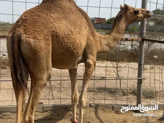 بكره باطنيه طيبه