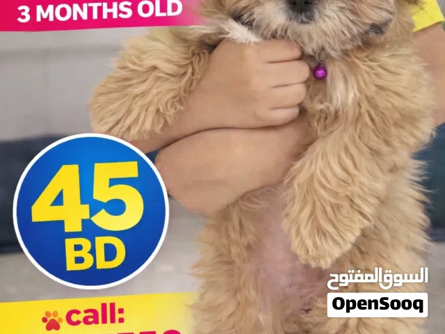 Shih Tzu Female Puppy