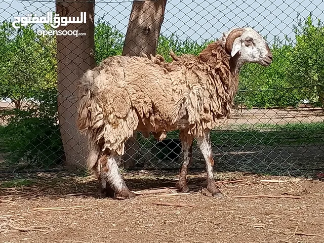 كبش ما شاء الله فحل حار وصغير في السن