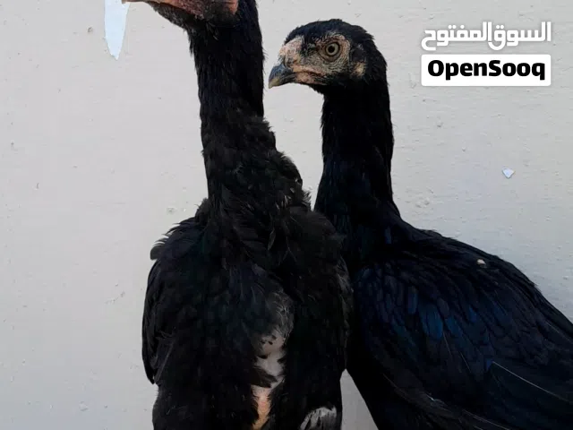 فرخات وديوك باكستاني