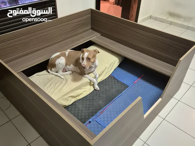 بوكس ولادة كلاب للبيع Whelping Box for sale