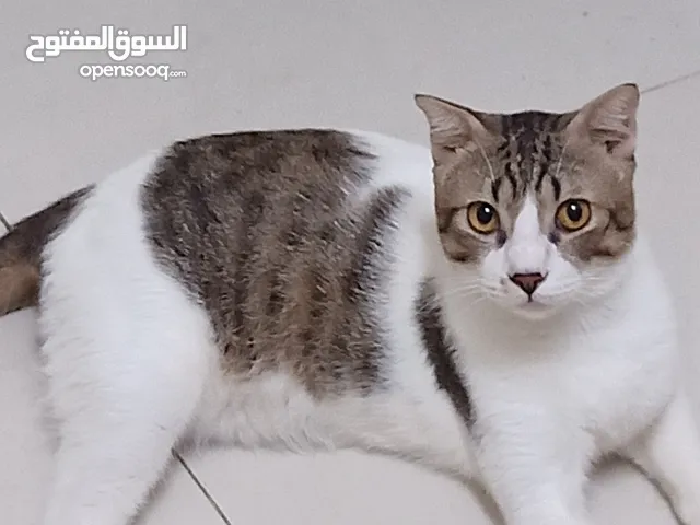 Female Cat Black & White