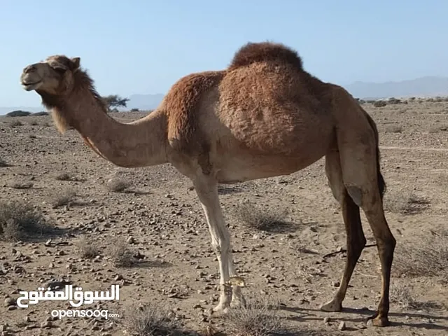 للبيع ناقه حايل سمين