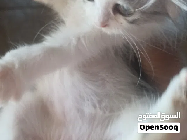 بيع قطط شيرازي شانشيلا