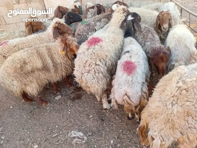 ذبائح وعقائق بلدي